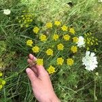 Ridolfia segetum Blüte
