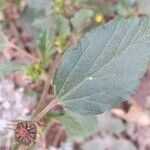 Malvastrum coromandelianum Leaf