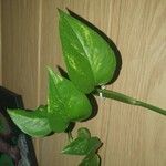 Epipremnum aureum Hoja
