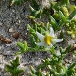 Solanum triflorum Õis