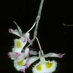 Dendrobium devonianum Flower