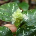 Achyrospermum tisserantii Flower