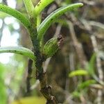 Angraecum pectinatum Froito