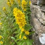 Lysimachia punctata 葉