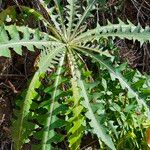 Sonchus canariensis Blatt