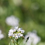 Arabidopsis halleri Kvet