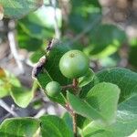 Flacourtia indica Fruit