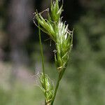 Carex leptopoda Ffrwyth