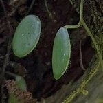 Peperomia rotundifolia Lapas