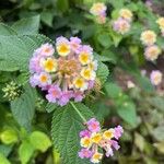 Lantana camaraFlor