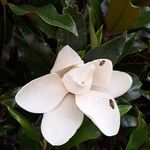 Magnolia virginiana Flower