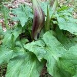 Arum maculatumBlomma