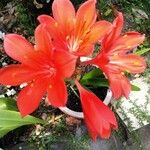 Cyrtanthus elatus Flower