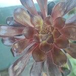 Aeonium arboreumЛист