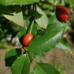 Rosa sempervirens Fruit