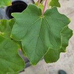 Uncarina grandidieri Yaprak