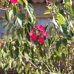 Jatropha integerrima Flower