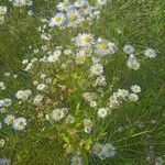 Erigeron annuus ശീലം