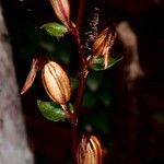 Acianthus grandiflorus Meyve
