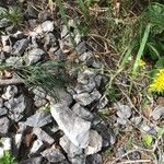 Hieracium porrifolium Flower
