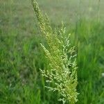 Poa trivialis Blomma