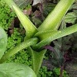 Alocasia cucullata Casca