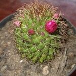 Mammillaria backebergiana Pokrój