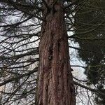 Sequoiadendron giganteum অভ্যাস