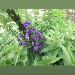 Aconitum napellus Floro