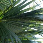 Sabal palmetto برگ