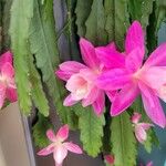 Disocactus phyllanthoides फूल