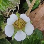 Fragaria vescaÕis