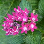 Pentas lanceolata Kwiat