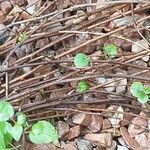 Fuchsia procumbens Lubje