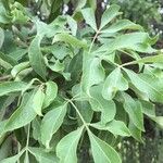 Heteromorpha arborescens Leaf