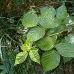 Rubus nessensis Leaf