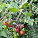 Solanum dulcamara Плід