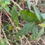 Cyrtocymura scorpioides Leaf