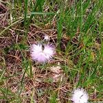 Dianthus monspessulanus Blatt