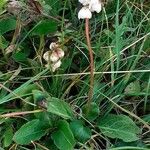 Pyrola minor Other