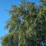 Betula pubescens عادت داشتن