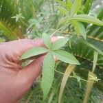 Ipomoea cairica Blad