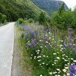 Lupinus polyphyllus Plante entière