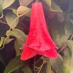 Lapageria rosea Kvet