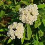 Spiraea cantoniensis Blüte
