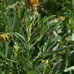 Crotalaria goreensis Habitatea