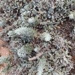 Artemisia pycnocephala Blüte