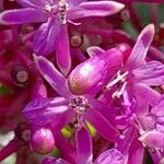 Fuchsia arborescens Virág