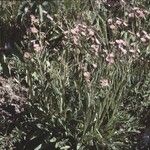 Erigeron atticus Libunga
