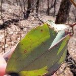 Smilax glauca ഇല